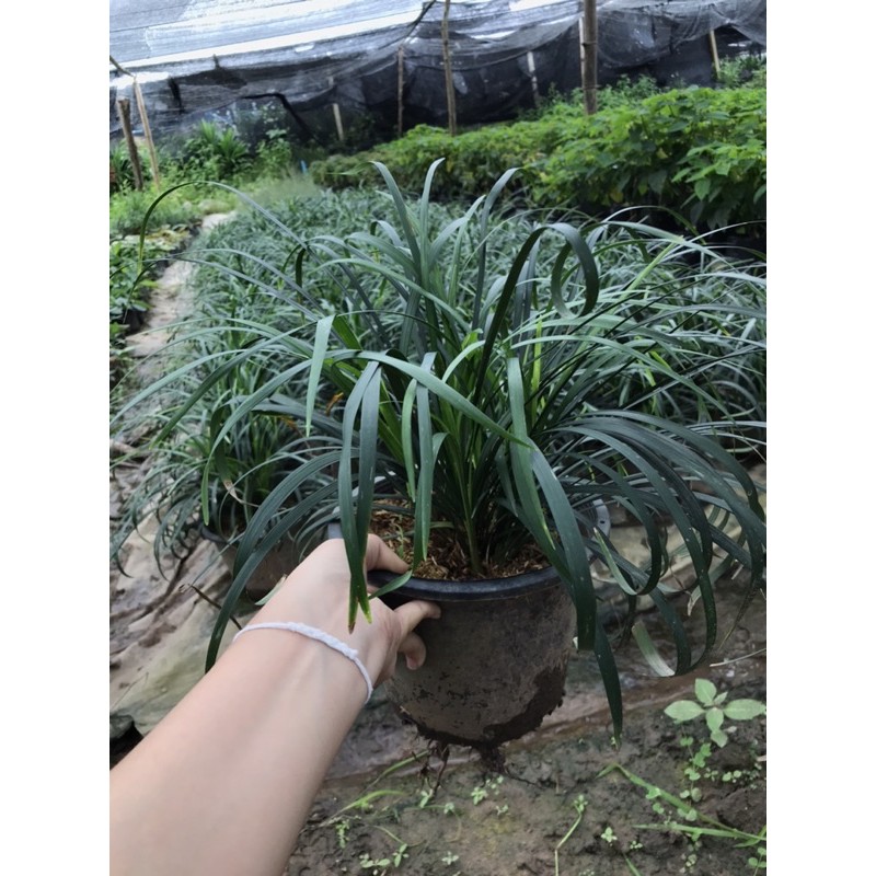 ❗️ลด 10% ❗️ ว่านเศรษฐีกอบทรัพย์ ใบม้วนสวยช่วยเรียกเงินเข้าหา