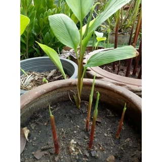 พญาว่าน 🌿ว่านมงคล เสริมสิริมงคลชีวิต