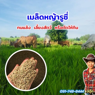 #เมล็ดหญ้ารูซี่ 🌱 🐃 ปลูกครั้งเดียวกินได้หลายปี! ลดต้นทุนอาหาร ไม่ต้องต้อนไปเลี้ยงไกลๆ