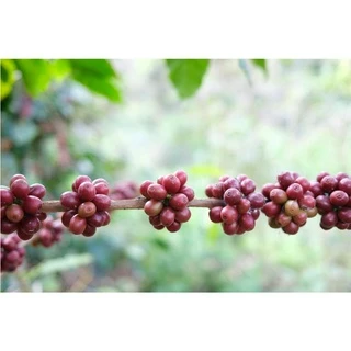 MT เมล็ดกาแฟคั่ว Dry Process Full City+ Roast คั่วกลางค่อนเข้ม ดอยแม่จันใต้ ขนาด 250g