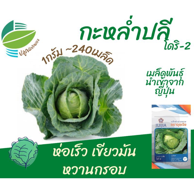 กะหล่ำปลี (Cabbage)​ โดริ2