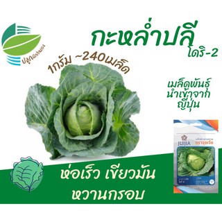 กะหล่ำปลี (Cabbage)​ โดริ2