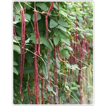 เมล็ดพันธุ์เมล็ดถั่วฝักยาวสีแดง 50 เมล็ด ให้ผลผลิตเร็ว ฝักยาว 40–60 ซม.[10 แถม 1 คละได้ ]