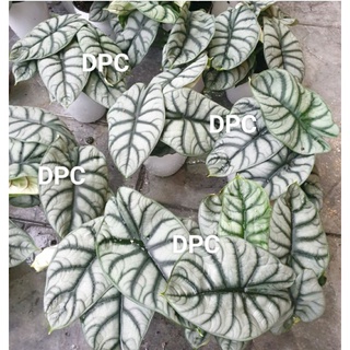 alocasia dragon silver มีหน่อทุกกระถาง