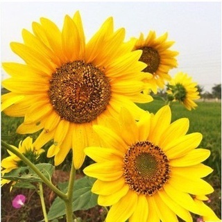 เมล็ดพันธุ์ ทานตะวันแคระ 50 เมล็ด Big Smile Sunflower Seed เมล็ดพันธุ์แท้100%