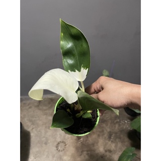 ฟิโลเดนดรอนไวท์คองโก philodendron white Congo กระถาง 5 นิ้วขายต้นจริงตามภาพ