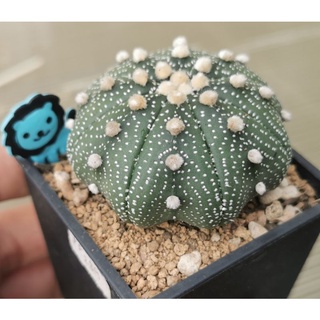 แอสโตร​ไ​ฟตั้​ม เว้า #แคสตัส castus​ astrophytum แอสโตร แอสโตร​ไ​ฟตั้​ม แอสโตรไฟตัม กระบองเพชร แอสโตรวี super