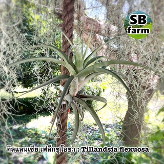 ทิลแลนเซีย เฟล็กซูโอซ่า : Tillandsia flexuosa