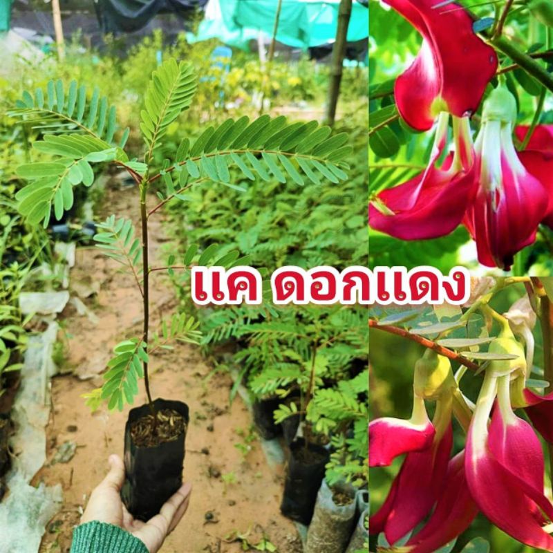 ต้นพันธุ์เเคดอกเเดง,รับประทานดอก,สมุนไพรมากสรรพคุณ