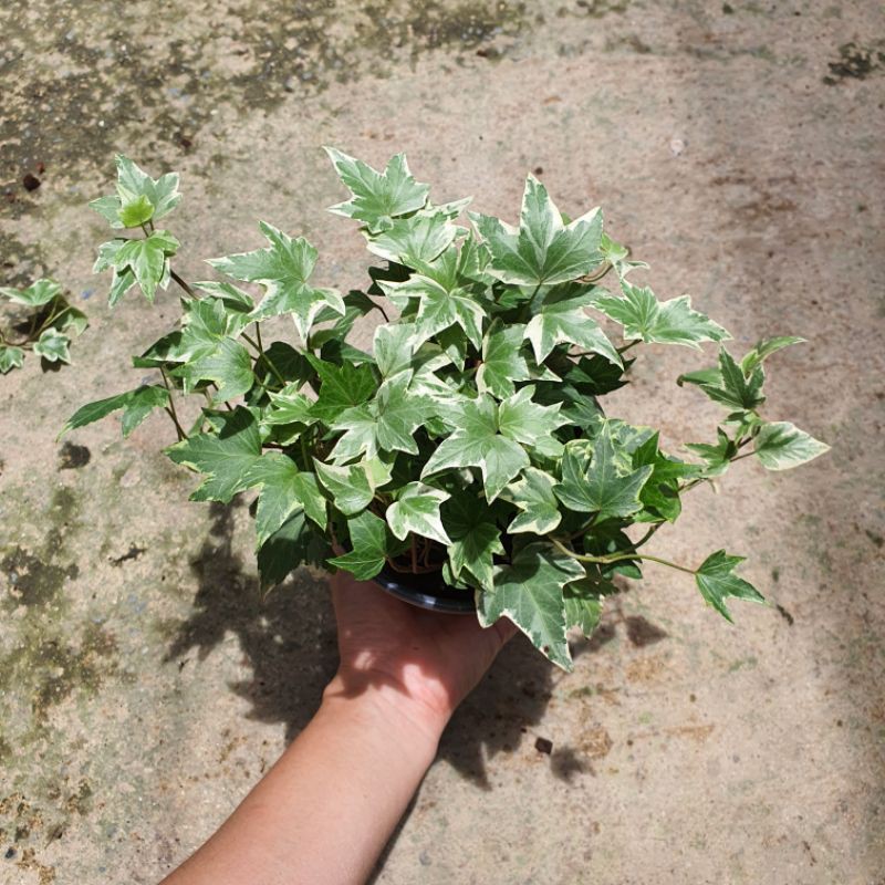 ไอวี่ด่าง มาในกระถางพร้อมตั้ง