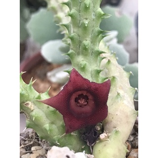 หน่อเด็ดสดเก๋งจีนดอกสีแดงกำมะหยี่ Huernia