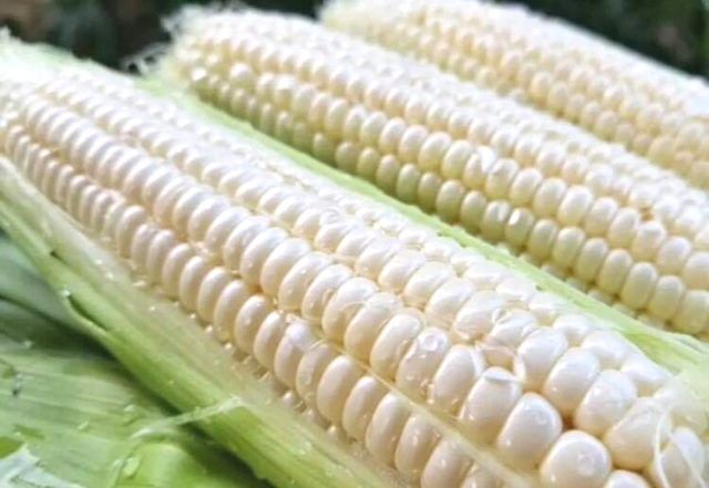 ข้าวโพดนมสดฮอกไกโด​ 🥛🌽 Pure White Hokkaido Sweet Corn พันธุ์หวานจากญี่ปุ่น ทานสด​ หวาน ฉ่ำนม 🏔️ แช่เย็นสดชื่นฟิน ❤️