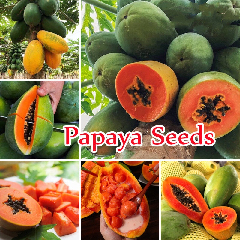 Dwarf Hybrid Red Papaya Seeds for Planting (10 ชิ้น/ถุง) Fruit Seeds พันธุ์ไม้ผล ประดับ ต้นไม้ตกแต่ง