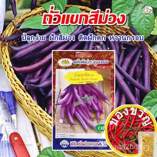 เมล็ดถั่วแขกสีม่วง Purple Bush Bean ตราภูเขาทอง เมล็ดพันธุ์ถั่วแขกสีม่วง เมล็ดพันธุ์ผัก เมล็ดพันธุ์ผักสวนครัว เมล็ดถั่วแ