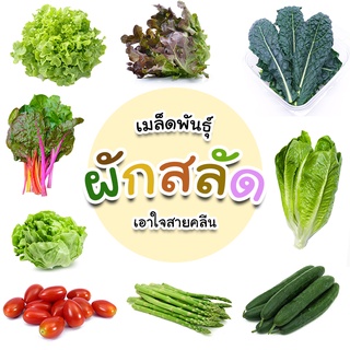 [ติดตามลด 20%] เมล็ดผักสลัด ผักสมุนไพร เมล็ดใหม่คัดพิเศษ แบ่…