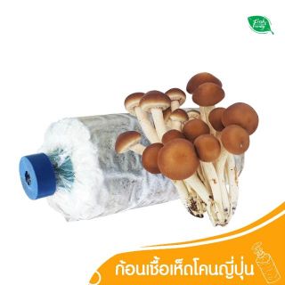 ก้อนเชื้อ เห็ด โคน ญี่ปุ่น ORGANIC 100% by Fresh&amp;Friendly Farm เห็ดโคนญี่ปุ่น