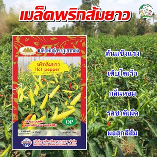 เมล็ดพริกส้มยาว Hot pepper เมล็ดพริกส้มยาว เมล็ดพันธุ์พริกส้มยาว พริกส้มยาว ตราภูเขาทอง