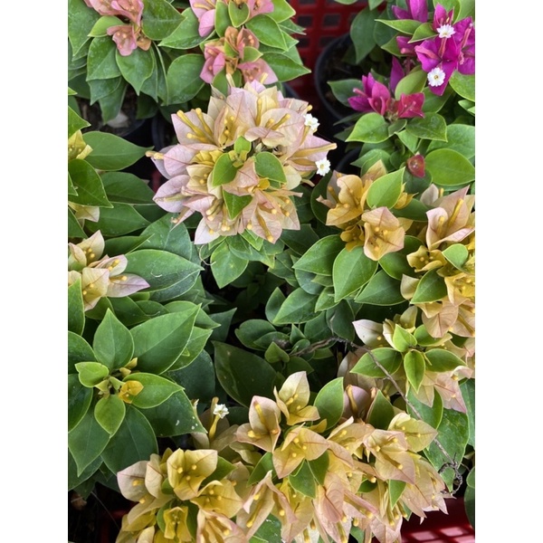 เฟื่องฟ้าสาวิตรีแคระ กระถาง 4 นิ้ว (Bougainvillea hybrid )ไม้ประดับ ไม้มงคล ดอกกระดาษ ตรุษจีน ดอกต่า
