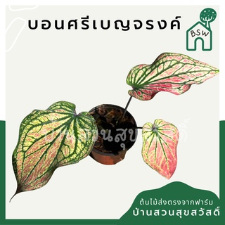 บอนสี บอนศรีเบญจรงค์ มาในกระถางพร้อมตั้ง