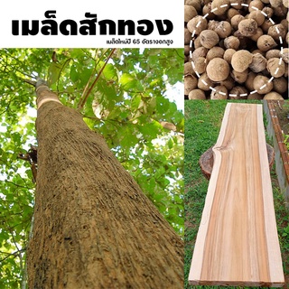 เมล็ดสักทอง เมล็ดใหม่ อัตรางอกสูง บรรจุ 10-50 เมล็ด