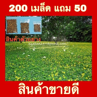 ถั่วบราซิลเมล็ดพันธุ์**บรรจุ 200 เมล็ดแถม 50เมล็ด**ปลูกแทนหญ้า แต่งสวน ปลูกแซมต้นไม้ในสวน ทนแล้ง คลุมดิน ป้องกันวัชพืช