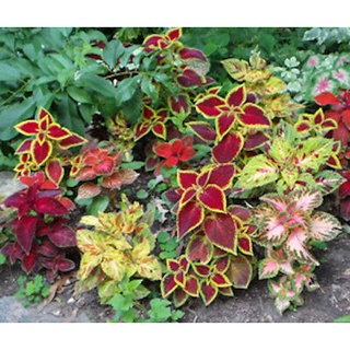 50 เมล็ด เมล็ดพันธุ์ ฤาษีผสม Coleus Seeds