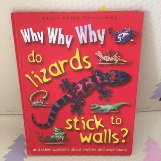 Why Why Why do lizards  stick to walls?