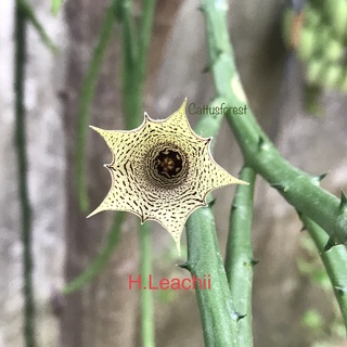 เก๋งจีนเด็ดสด Huernia Leachii