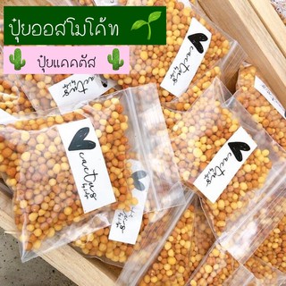 💛🌵ปุ๋ยแคคตัส ออสโมโค้ท[OSMOCOTE]‼️ 10แถม 1 ‼️ปุ๋ยบำรุงแคคตัสโตไว เร่งดอก 🌵🌸