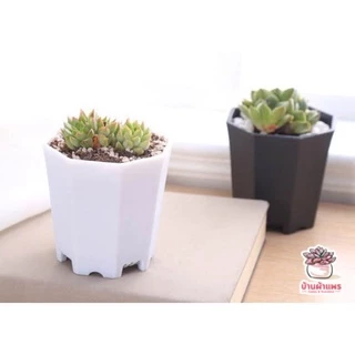 กระถางทรงแก้ว 8 เหลี่ยม กระถางพลาสติก แคคตัส กระบองเพชร ไม้อวบน้ำ Cactus&Succulent