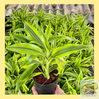 ไผ่กวนอิมทอง เงิน นำโชคใบสดสีสวย กระถางดำ 3 กระถางขาว 4 นิ้ว