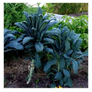 เมล็ด​พันธุ์​ คะน้าไดโนเคล​ lacinato kale​ 150เมล็ด​