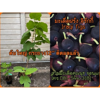 ต้นมะเดื่อฝรั่งอิรักกี้ใหญ่ กระถาง12 นิ้ว ติดผลแล้ว/iraqi figs tree ,big size,with fruit.