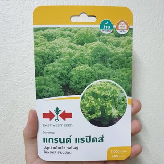 ผักกาดหอมแกรนด์ แรปิดส์ ศรแดง GREEN RAPID LETTUCE SEED EAST-WEST SEED