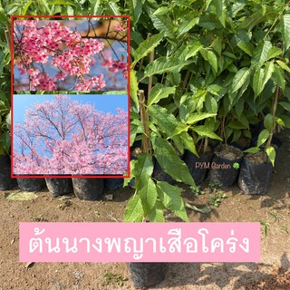 ต้นนางพญาเสือโคร่ง (Prunus cerasoides) ซากุระเมืองไทย กิ่งตอน ดอกสีชมพู ไม้ยืนต้นผลัดใบ (ส่งใหม่ฟรี หากสินค้าเสียหาย)