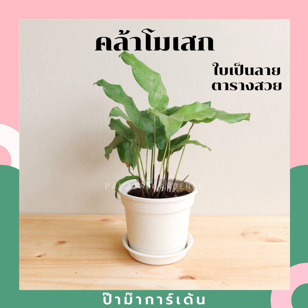 ต้นคล้าโมเสก กอแน่น มาในกระถางพร้อมตั้ง