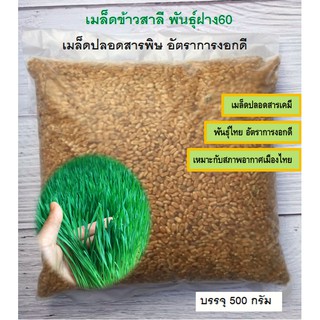 เมล็ดข้าวสาลี หญ้าแมว วีทกราส Wheatgress ต้นอ่อนข้าวสาลี พันธุ์นำเข้า บรรจุ 500 กรัม