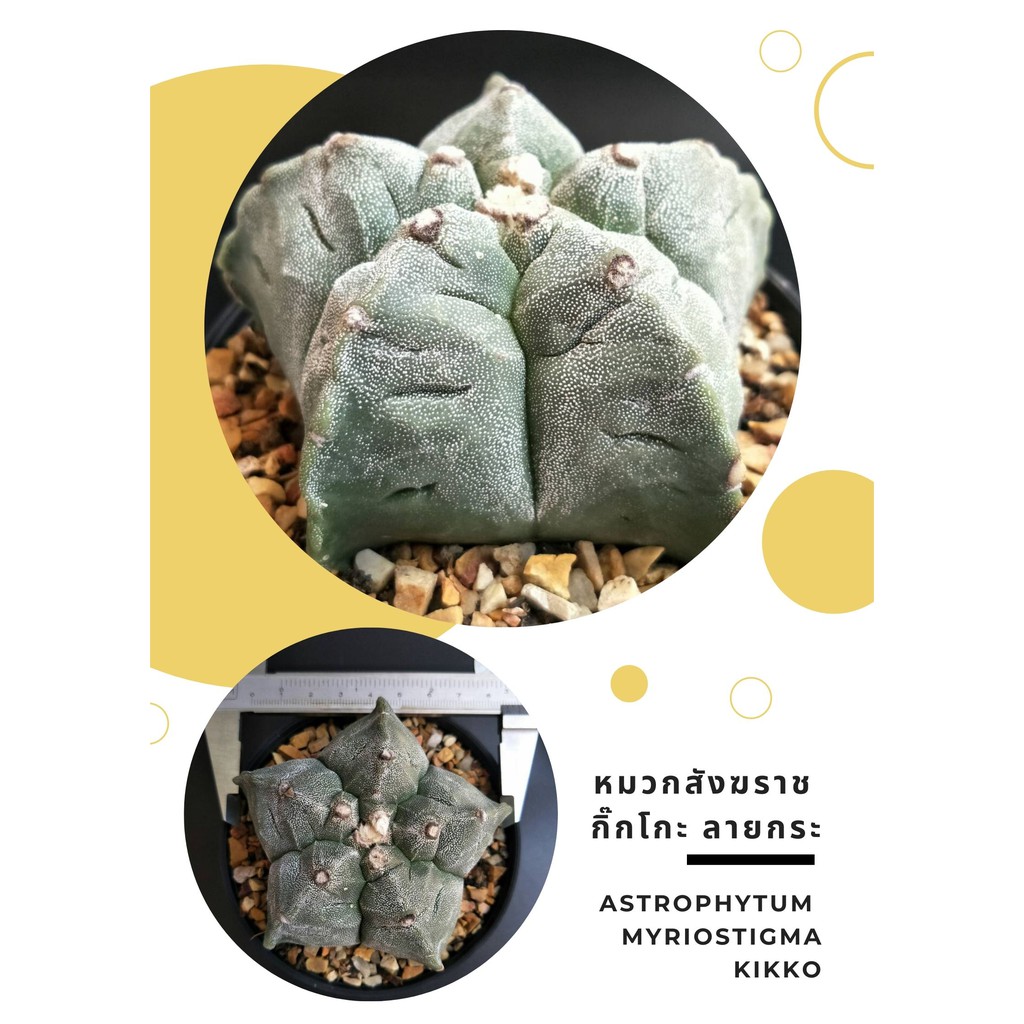 แคคตัส กระบองเพชร หมวกสังฆราช ลายกระ (แอสโตรไฟตัม ไมริโอสติกมา กิ๊กโก๊ะ ) Astrophytum myriostigma Ki