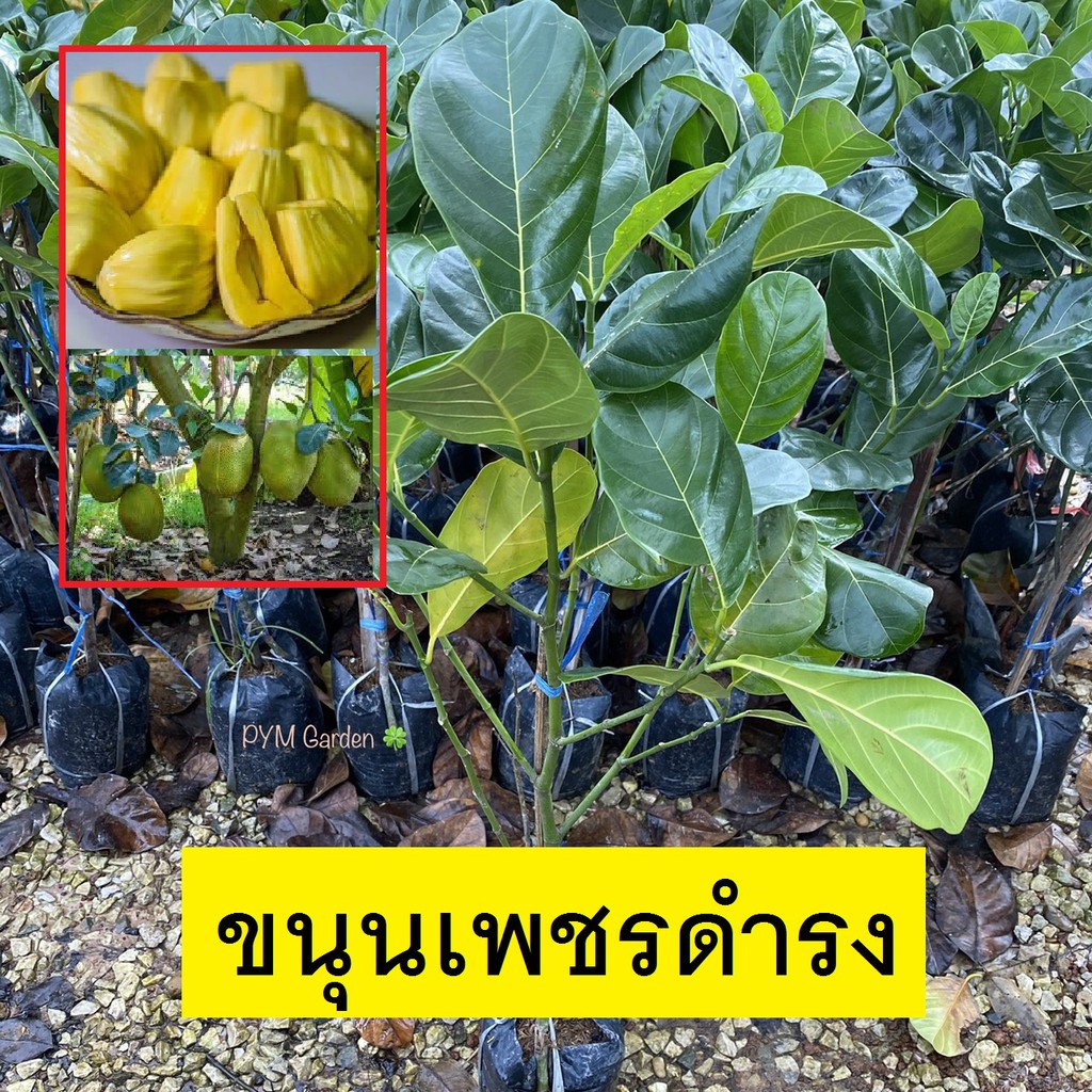 ต้นขนุน พันธุ์ ขนุนเพชรดํารง (Jackfruit) ทาบกิ่ง ต้นสวย ให้ผลเร็ว 1 ปี (รับประกัน ส่งใหม่ฟรี หากสินค้าเเสียหาย!!)