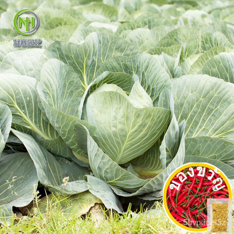 Kale Seeds ▥Japanese kale vegetable seedlings edible vegetable seeds balcony solitary four seasons p