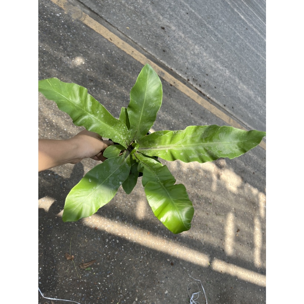 ต้นเฟิร์นข้าหลวง กระถาง 6 นิ้ว – Boston Fern