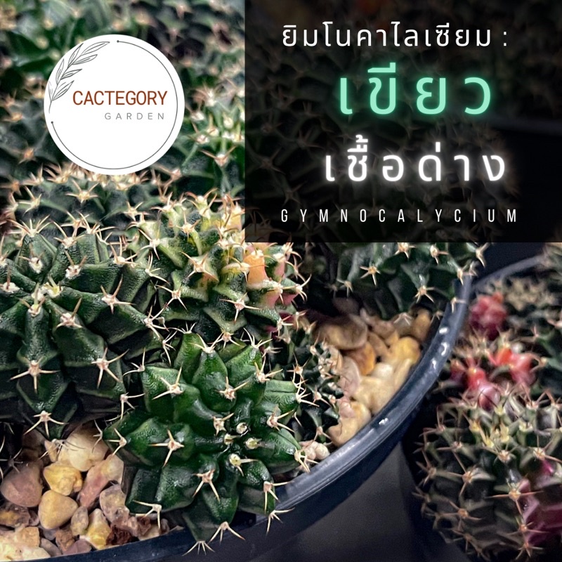 ยิมโน ยิมโนคาไลเซียม เขียว เอกลักษณ์ เชื้อด่าง ขนาด 1.5-4 ซม. แคคตัส กระบองเพชร cactus