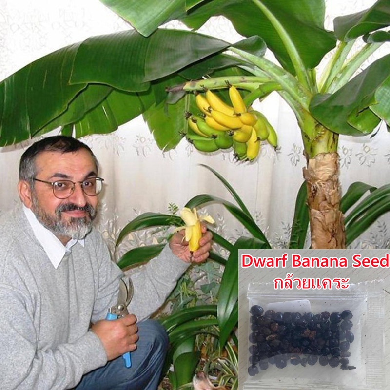 กล้วยหอมแคระชนิดเมล็ด 50 เมล็ด Dwarf Banana Seeds Fruit Seed