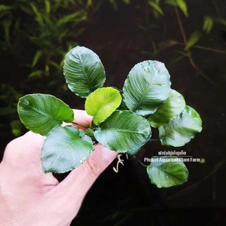 อนูเบียสโกลเด้นคอยน์ (ใบกลมหยัก) เลือกขนาดได้ - ANUBIAS NANA ‘GOLDEN COIN’ ต้นไม้น้ำ