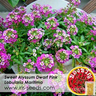 Biji Benih Bunga Sweet Alyssum (300 pcs) Flower Seeds  Dwarf Pink Iris Gardening内裤/苹果/文胸/生菜/通心菜/向日葵/玫瑰/头饰/上衣/木瓜/ GJEH