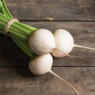 เมล็ดพันธุ์บีทรูทขาว Albino Beet  เมล็ดพันธุ์แท้ ราคาถูก นำเข้าจากต่างประเทศ