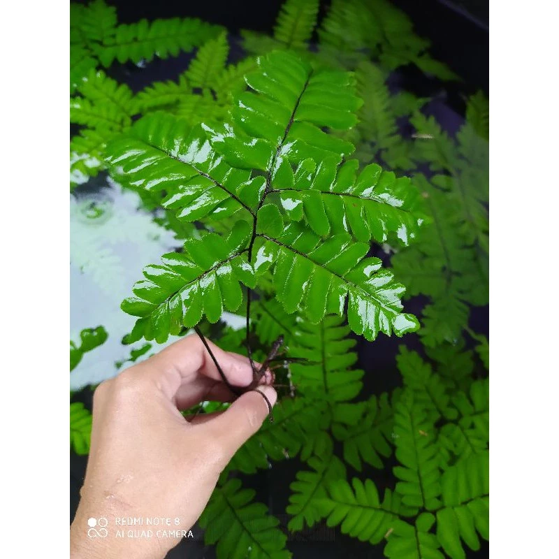 👉เฟินถูก👈เฟิร์นก้านดำ(1ก้าน)🌿คัดเกรด 🌿