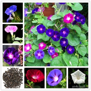 （อัตราการปลูกสูง）50pcs/bag Morning Glory Flower Seed Garden Seed Funny Climbing Plants Garden Hobbies Multiple Colour Fl