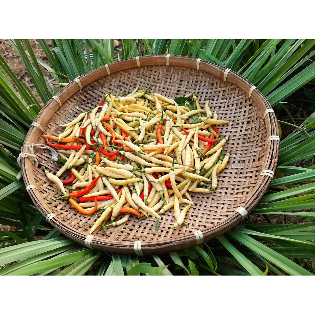 เมล็ดพันธุ์พริกขาวชัยบุรี50เมล็ด/1ซอง(มีบริการเก็บเงินปลายทาง)