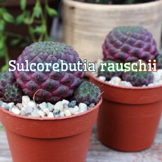 เมล็ด สตอเบอรี่(แคกตัส) Sulcorebutia rauschii-cactus 50pcs